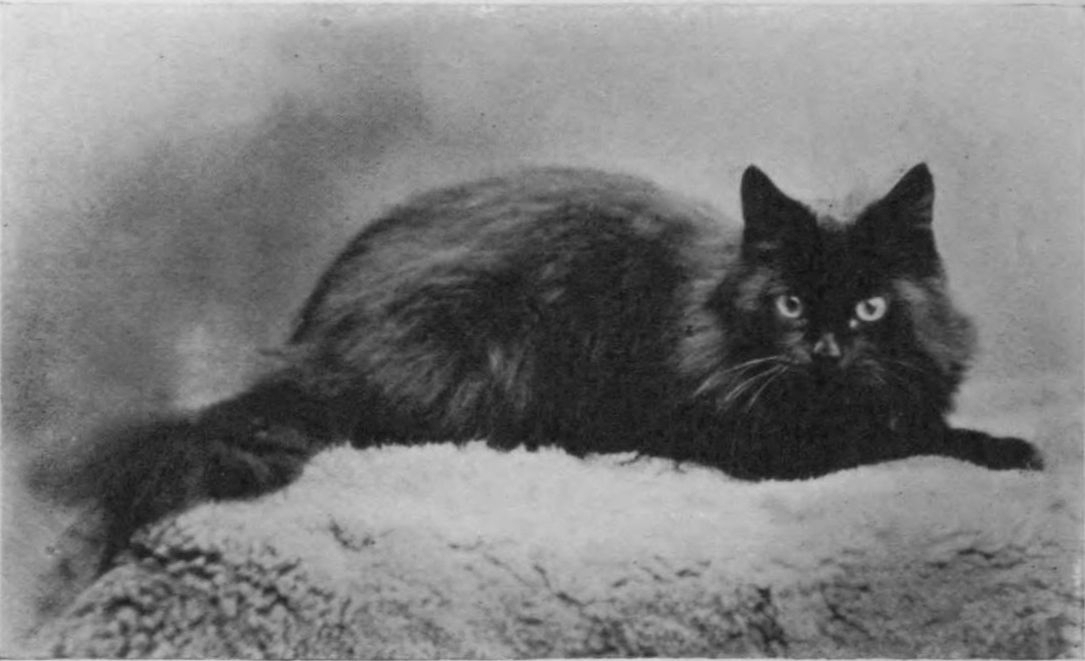 [Photograph of a cat]