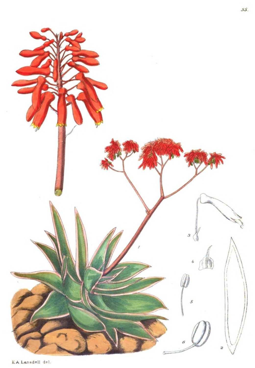 [Image unavailable.]