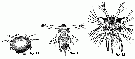 Figs. 53 and 54.
Nauplii of Copepoda, the former magnified, the latter magnified 2x. Fig. 55.
Nauplius of Tetraclita porosa after the first moult, magnified 90 diam. The
brain is seen surrounding the eye, and from it the olfactory filaments issue;
behind it are some delicate muscles passing to the buccal hood.