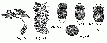 Fig. 59. Young of
Peltogaster socialis on the abdomen of a small Hermit Crab; in one of them the
fasciculately ramified roots in the liver of the Crab are shown. Animal and
roots deep yellow. Fig. 60. Young Sacculina purpurea with its roots; the animal
purple-red, the roots dark grass-green. Magnified. Figs. 61 to 63. Eggs of
Tetraclita porosa in segmentation, magnified. The larger of the two
first-formed spheres of segmentation is always turned towards the pointed end
of the egg. Fig. 64. Egg of Lernæodiscus Porcellanæ, in segmentation, magnified
90