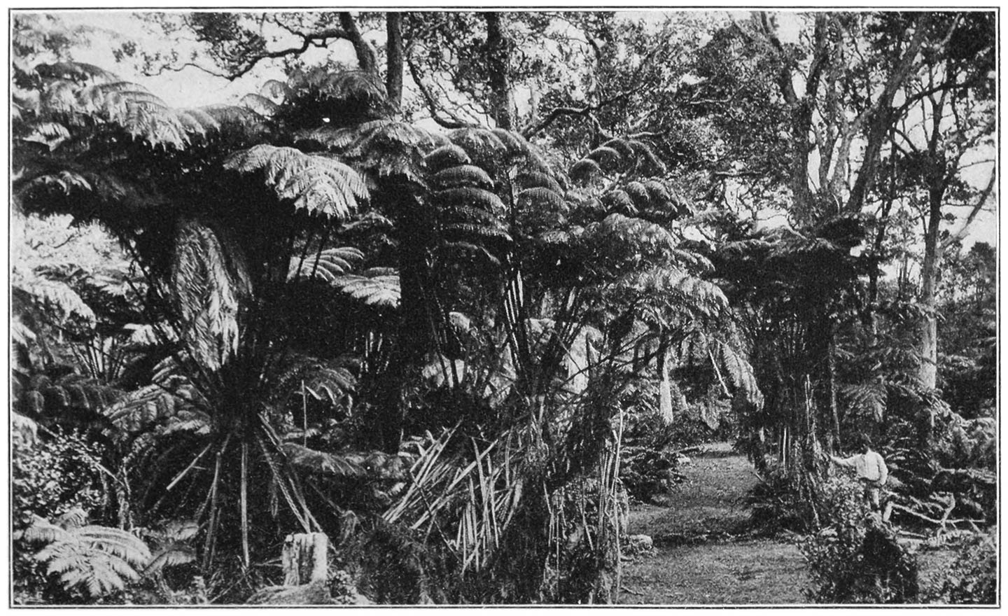 GIANT TREE FERNS ON THE ROAD TO KILAUEA