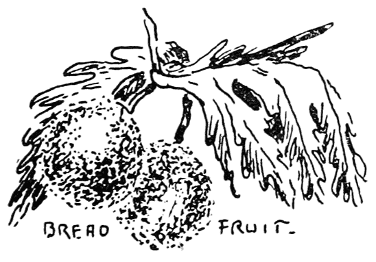 Breadfruit.