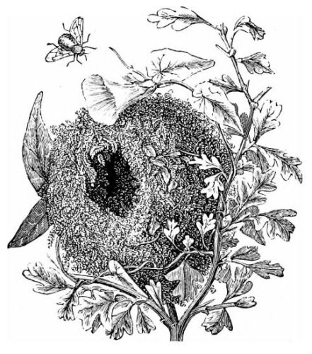 a bee flying around a nest
