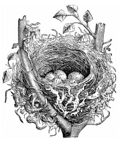 nest in a tree