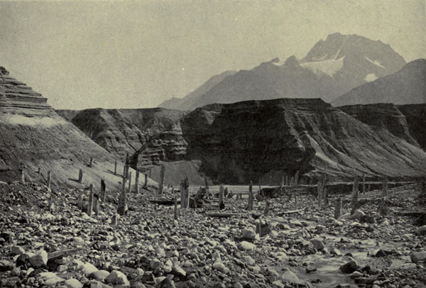 Ruins of Buried
Forest, East Side of Muir Glacier