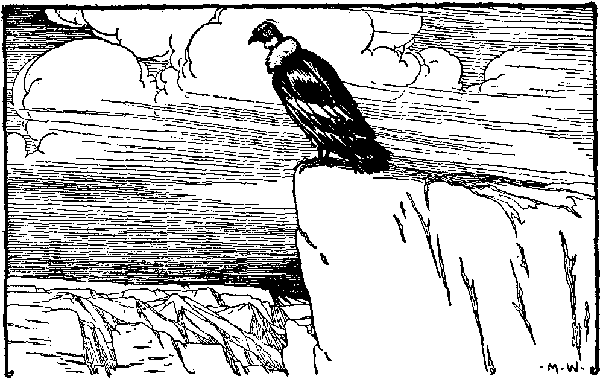 The condor that has his nest on El Morro