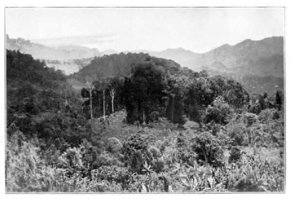 A Hill Cacao Estate, Grenada, B.W.I.