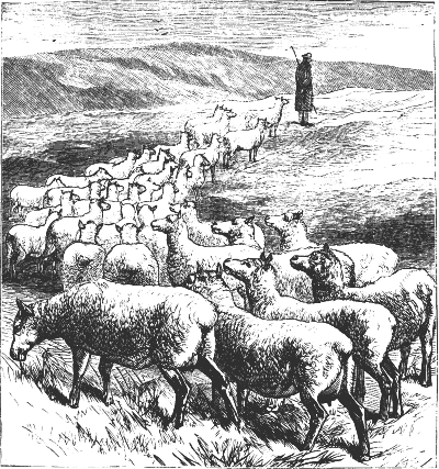 The sheep follow the shepherd.