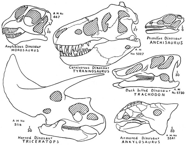 Fig. 7.: Skulls of Dinosaurs, illustrating the
principal types Anchisaurus after Marsh, the others from American Museum specimens.