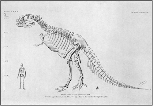 Fig. 16.: Skeleton of Tyrannosaurus in comparison
with human skeleton.
