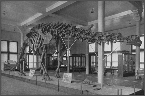 Fig. 19.: Mounted Skeleton of Brontosaurus in the
American Museum.