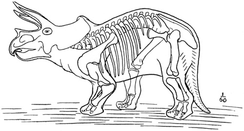 Fig. 40.: Outline sketch restoration of Triceratops,
from the mounted skeleton in the National Museum.