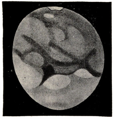 Fig. 52.—Drawing of Mars (August 16th, 1894).