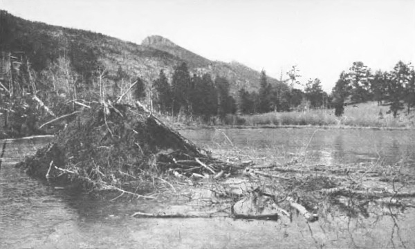 A BEAVER-HOUSE:
Supply of winter food piled on the right
