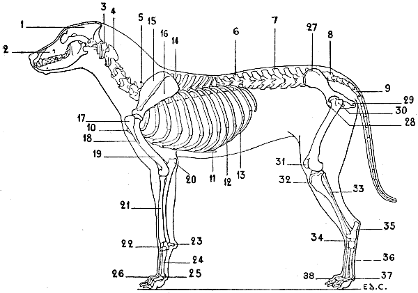 Огэ биология собака. Строение скелета собаки 7 класс. Скелет собаки биология 7 класс. Скелет собаки строение с подписями. Скелет млекопитающего 7 класс биология.