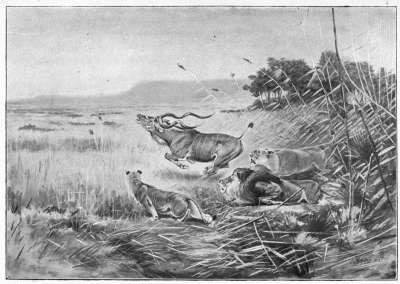Lions Chasing a Koodoo Bull.