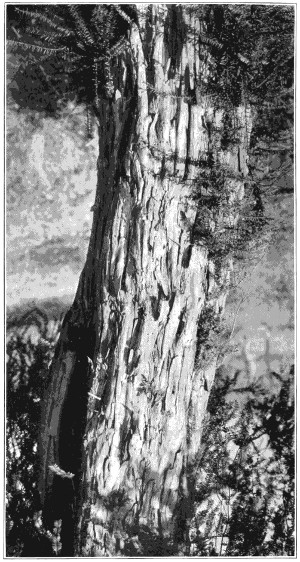 Western yew