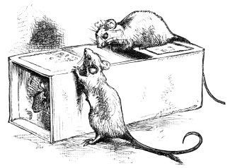 Rats on interesting box
