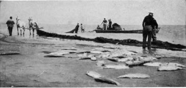 photograph men by boats, many salmon on ground