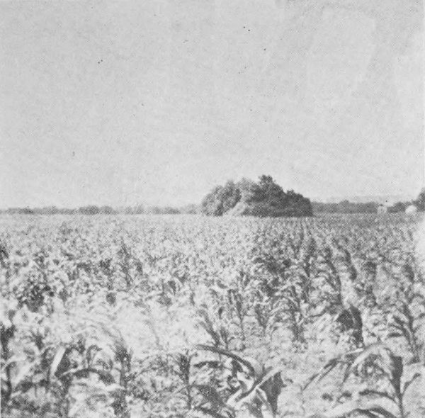 Mound on farm of W. J. Eichorn near Spring Bay,
Woodford County, Illinois