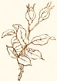 rosebud branch