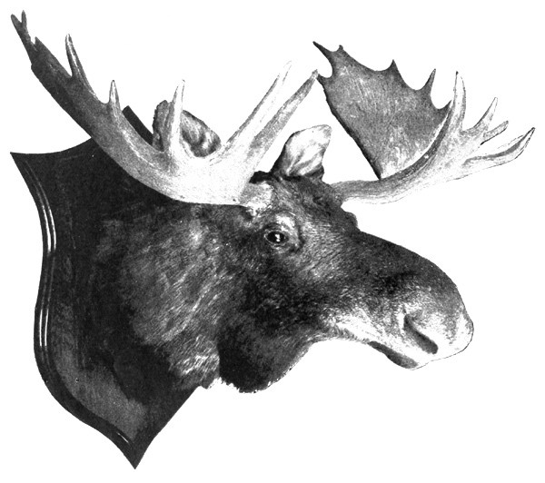 Typical Maine Moose Head