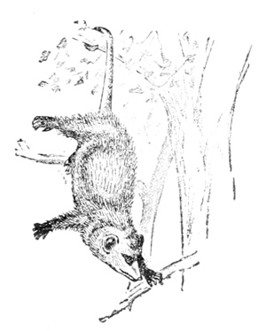 oppossum