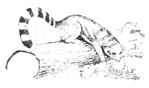 ringed-tailed cat, raccoon relative