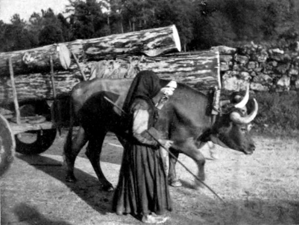Illustration: A PEASANT WOMAN, WITH HER DISTAFF, DRIVING A BULLOCK-CART