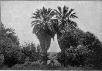 Image not available: GIANT PALMS ON THE ROAD TO SAN GABRIEL.