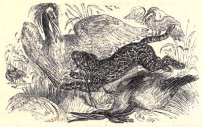 Ocelot attacking a large bird