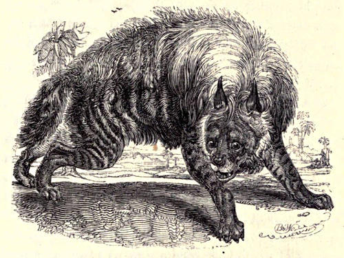 Striped hyæna