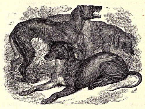 Three African bloodhounds