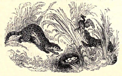 Civets stealing eggs from a nest