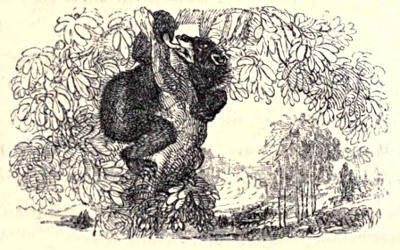 A bear climbing a tree