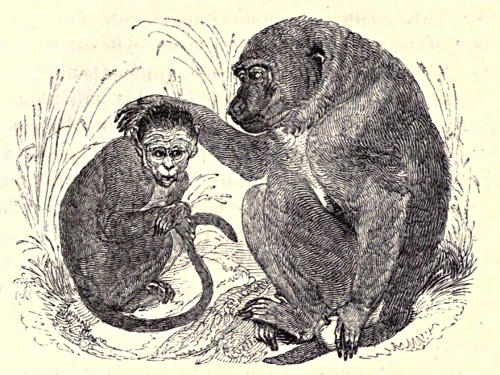 Two monkeys, adult patting juvenile on head
