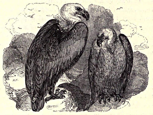 Two griffon vultures