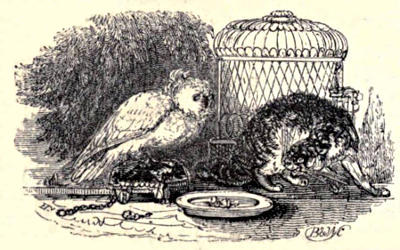 A cockatoo chained to a perch by its cage, eyeing a cat warily