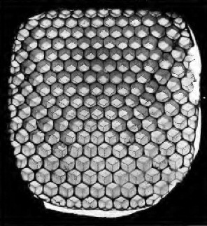 Honey-comb, transmitted light, showing arrangement of cells on
both sides
