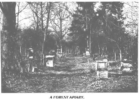 A forest apiary