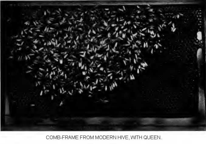 Comb-frame from modern hive, with Queen