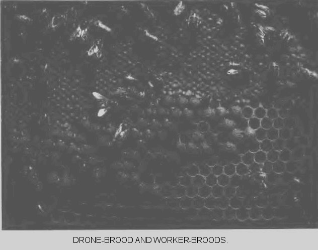 Drone-brood and worker-broods