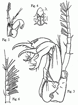 Fig. 3. Head of the ordinary form of the male of Tanais dubius (?) Kr. magnified. The terminal setæ of the second pair of antennæ project between the cheliferous feet.<br>
Fig. 4. Buccal region of the same from below; lambda, labrum.<br>
Fig. 5. Head of the rarer form of the male, magnified.<br>
Fig. 6. Flagellum of the same, with olfactory filaments, magnified.