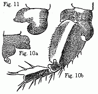 Fig. 10. Coxal lamella of the penultimate pair of feet of the male (a), and coxal lamella, with the three following joints of the same pair of feet of the female (b) of Melita Messalina, magnified.<br>
Fig. 11. Coxal lamella of the same pair of feet of the female of M. insatiabilis.