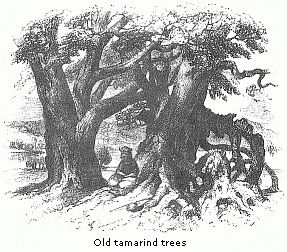 Old tamarind trees