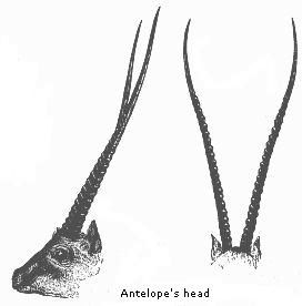 Antelope’s head