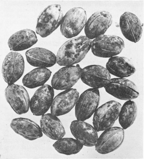 Figure 1. Infected nuts.