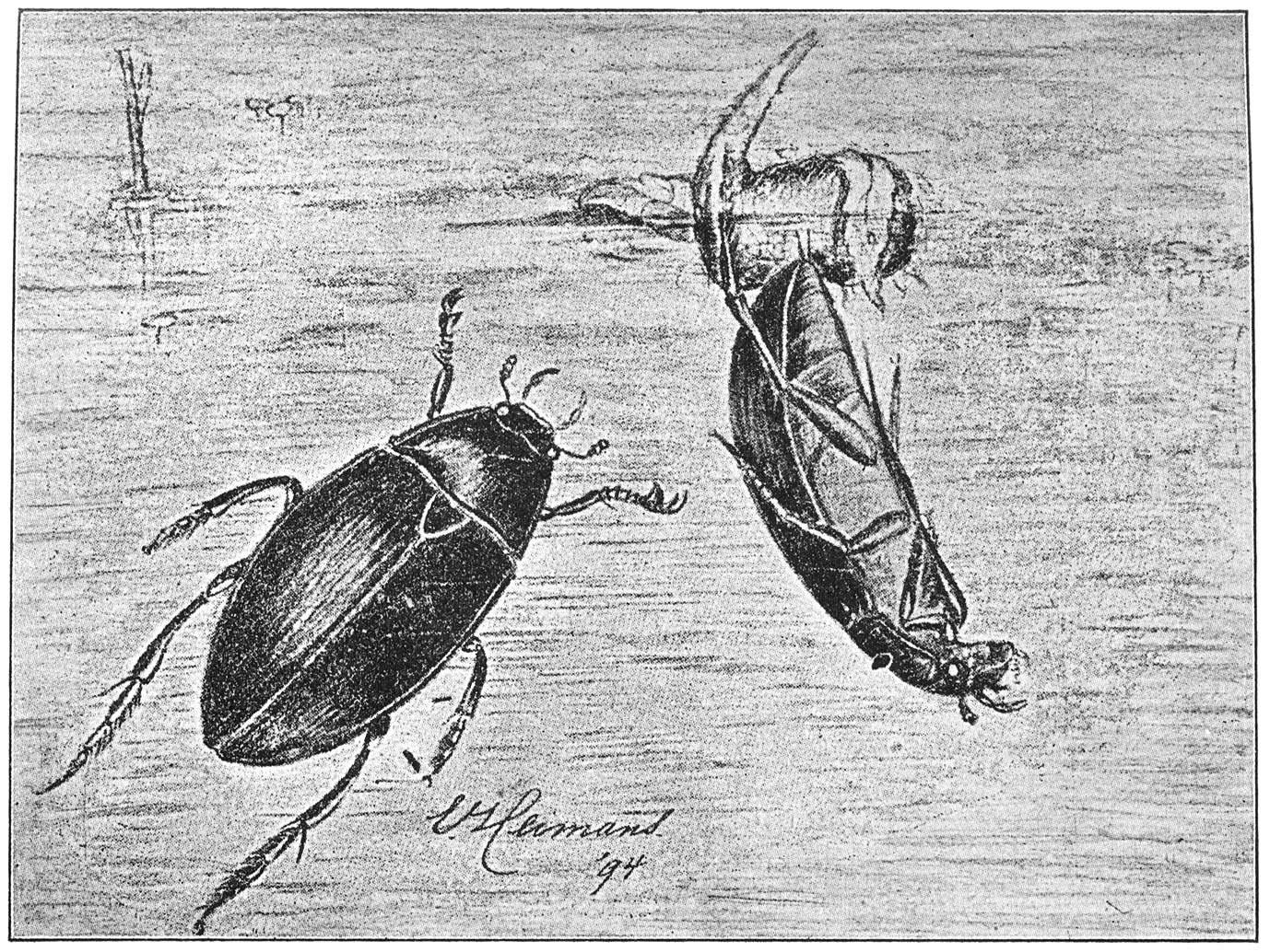 Pikzwarte of spinnende watertor (Hydrophilus piceus) links mannetje, rechts wijfje, bezig het nest af te werken. (Naar de Natuur.)