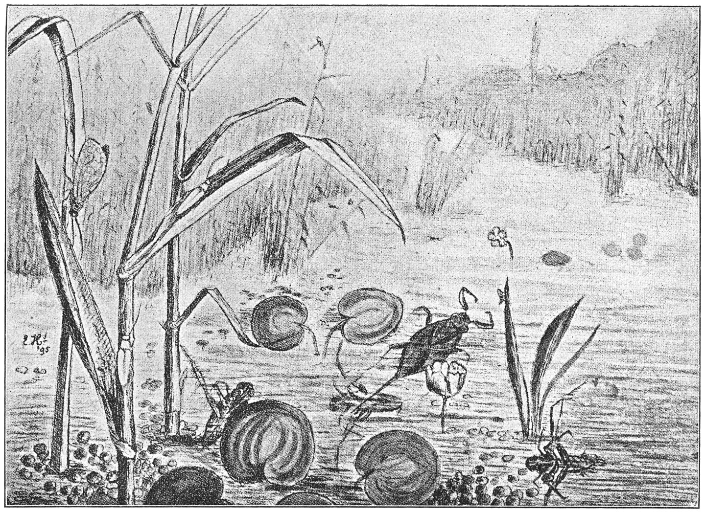 Rechts, op ’t riet: twee donacia’s en een gaasvlieg. In ’t midden: een waterscorpioen; en op den voorgrond, half zichtbaar: een paar ruggezwemmers.