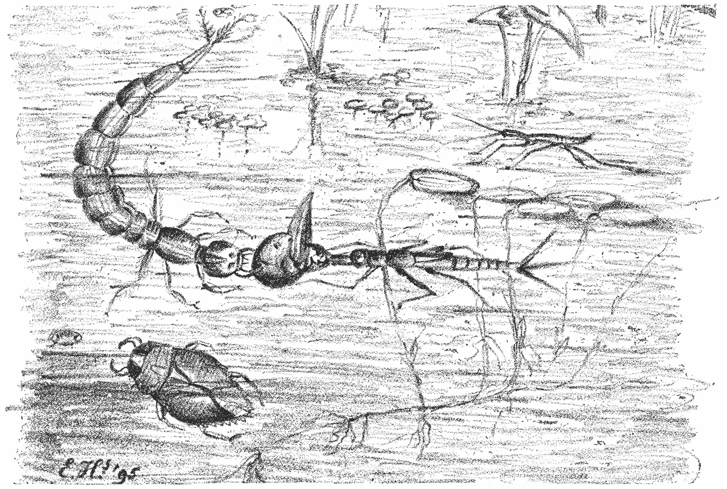 In ’t midden een kikkerlarve, gegrepen door een larve van een geranden watertor (links), door de larve van een waterjuffer of libel (rechts). In den hoek onderaan; een waterwants; rechts boven een schaatsenlooper.